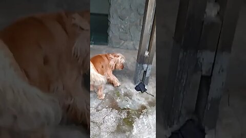 #dogsgow , #animals , #dogs , #shorts