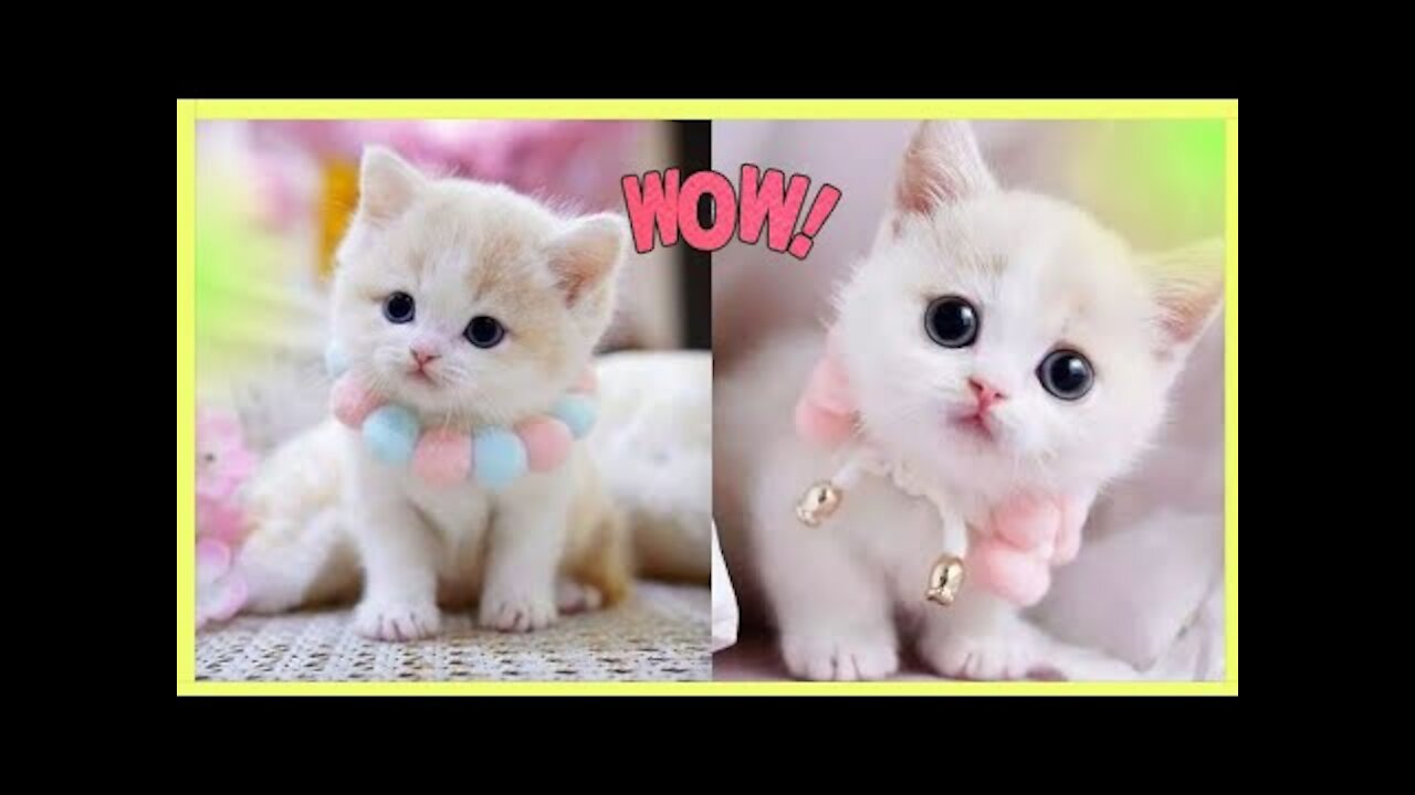 Cute Baby Animal _ Funny Animal Videos Compilation _ Funniest Animals 1 #Cutedog #cuteanimals