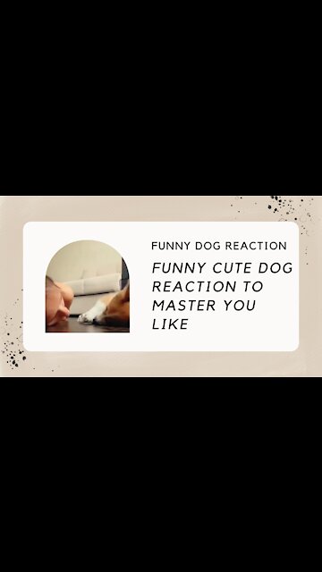 FUNNY CUTE DOG REACTION
