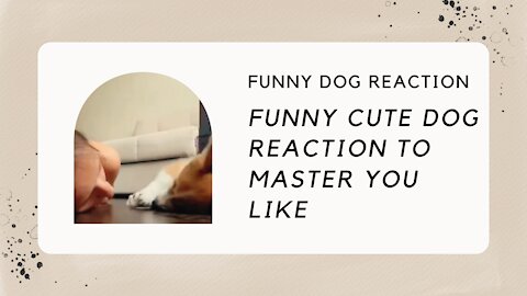 FUNNY CUTE DOG REACTION