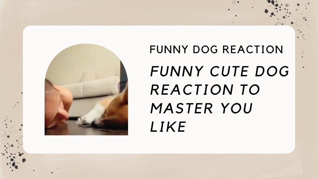 FUNNY CUTE DOG REACTION