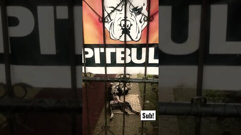 Terrifying Pitbull