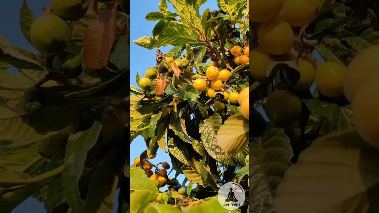 Loquat Tree Bearing Fruit - A Relaxing Naturescape #shorts