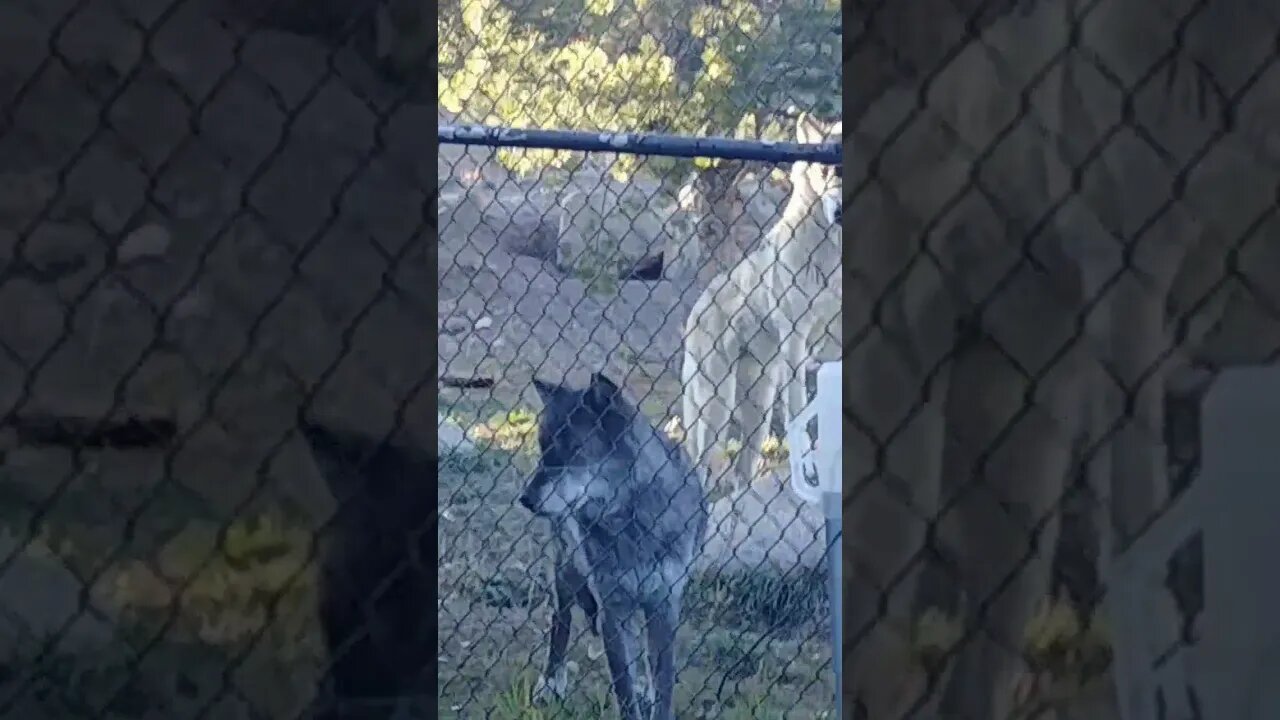 Wolves in West Yellowstone