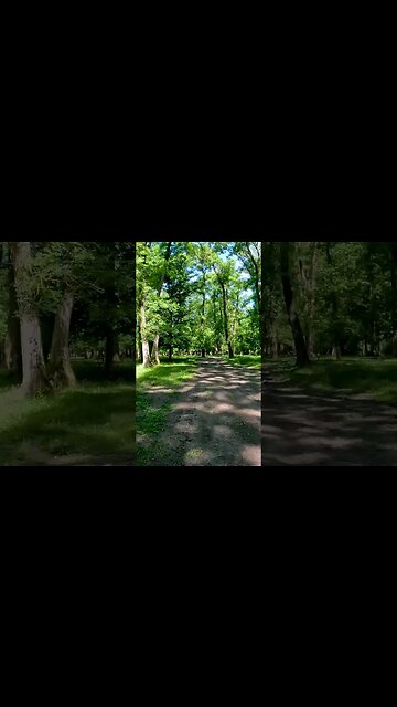 Calugareni Forest | Calugareni, Giurgiu | Ambiental music | 4k Virtual Tour | 🇷🇴