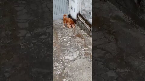 #dogsgow , #animals , #dogs , #shorts