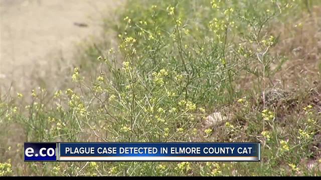 Plague identified in Elmore County cat