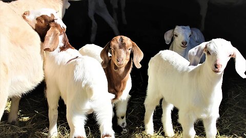 Goat Kids Playing Outside at One Month Old