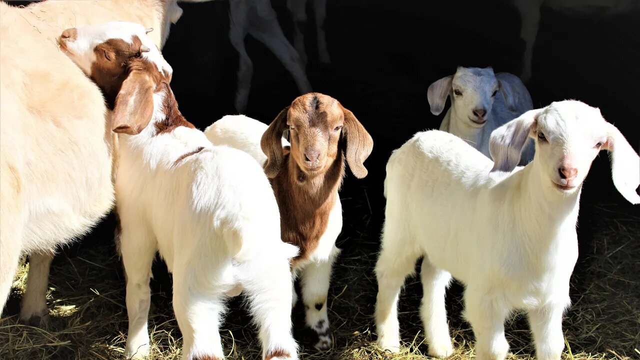 Goat Kids Playing Outside at One Month Old
