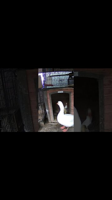 Gander protecting family at bed time