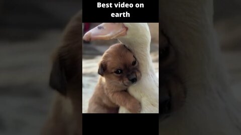 Best video on earth