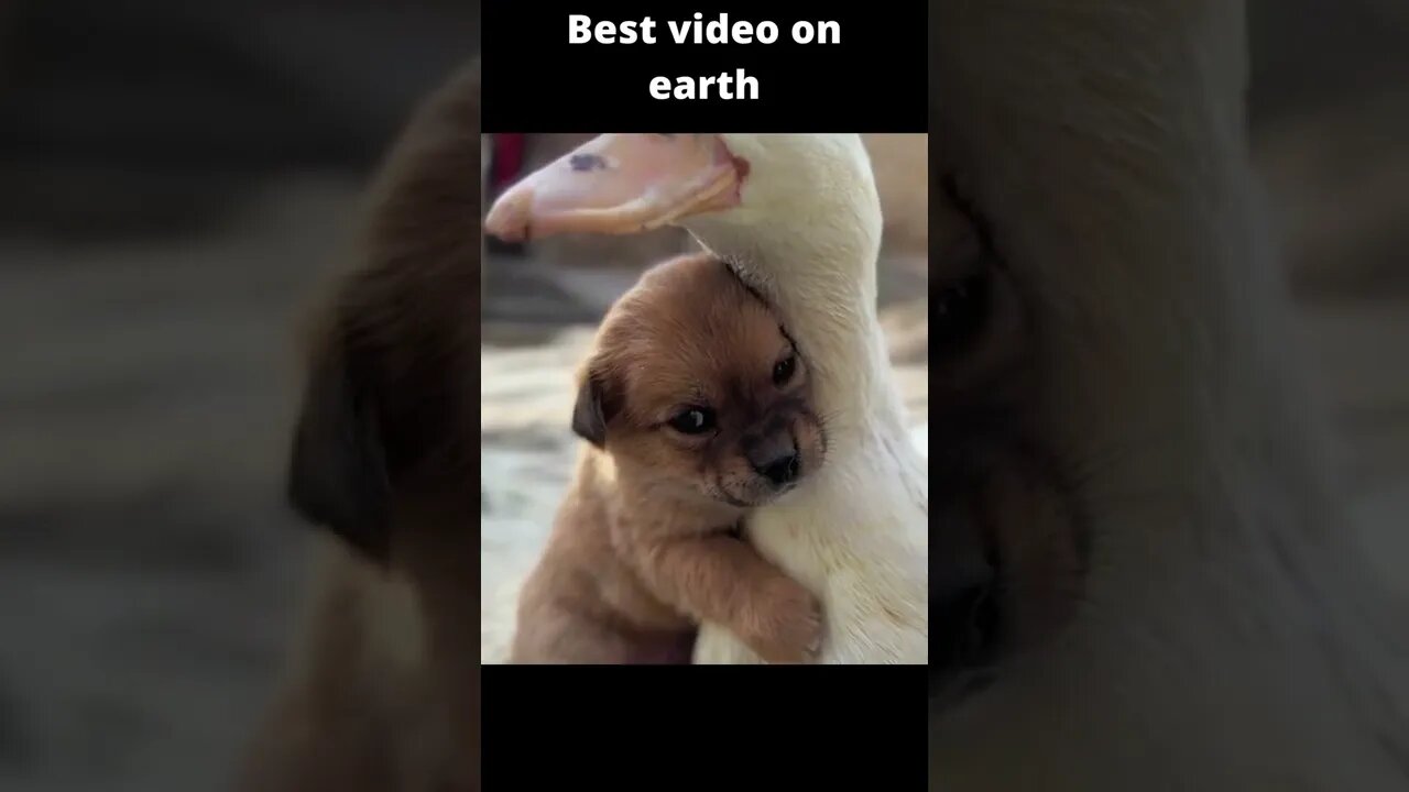 Best video on earth