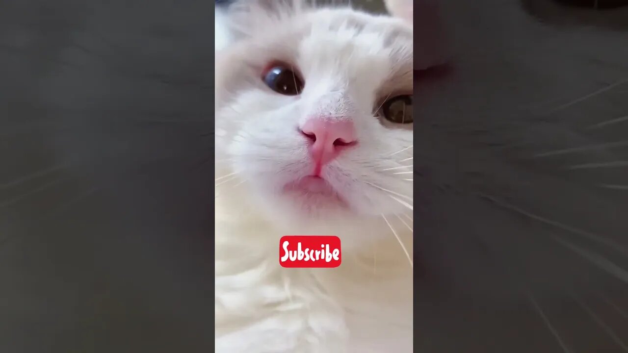 #shorts cat meme & kitten (tik tok video]💘 - funny cats