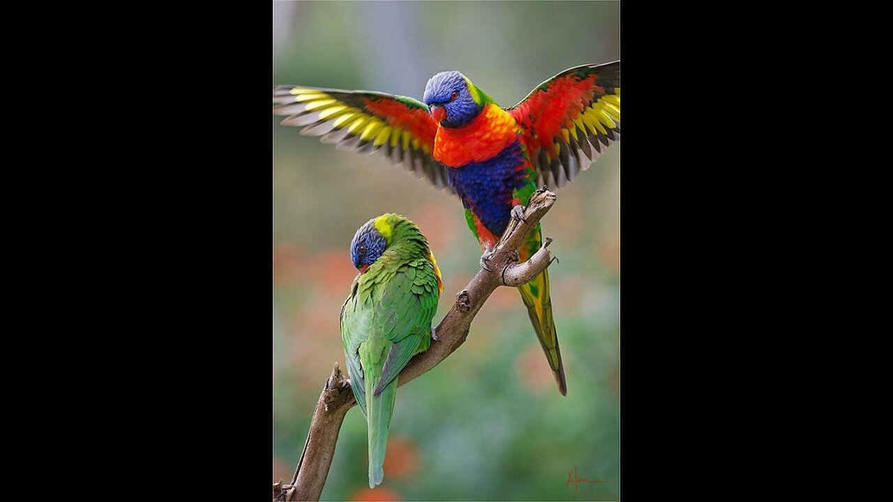 Beautiful Lorikeet facts