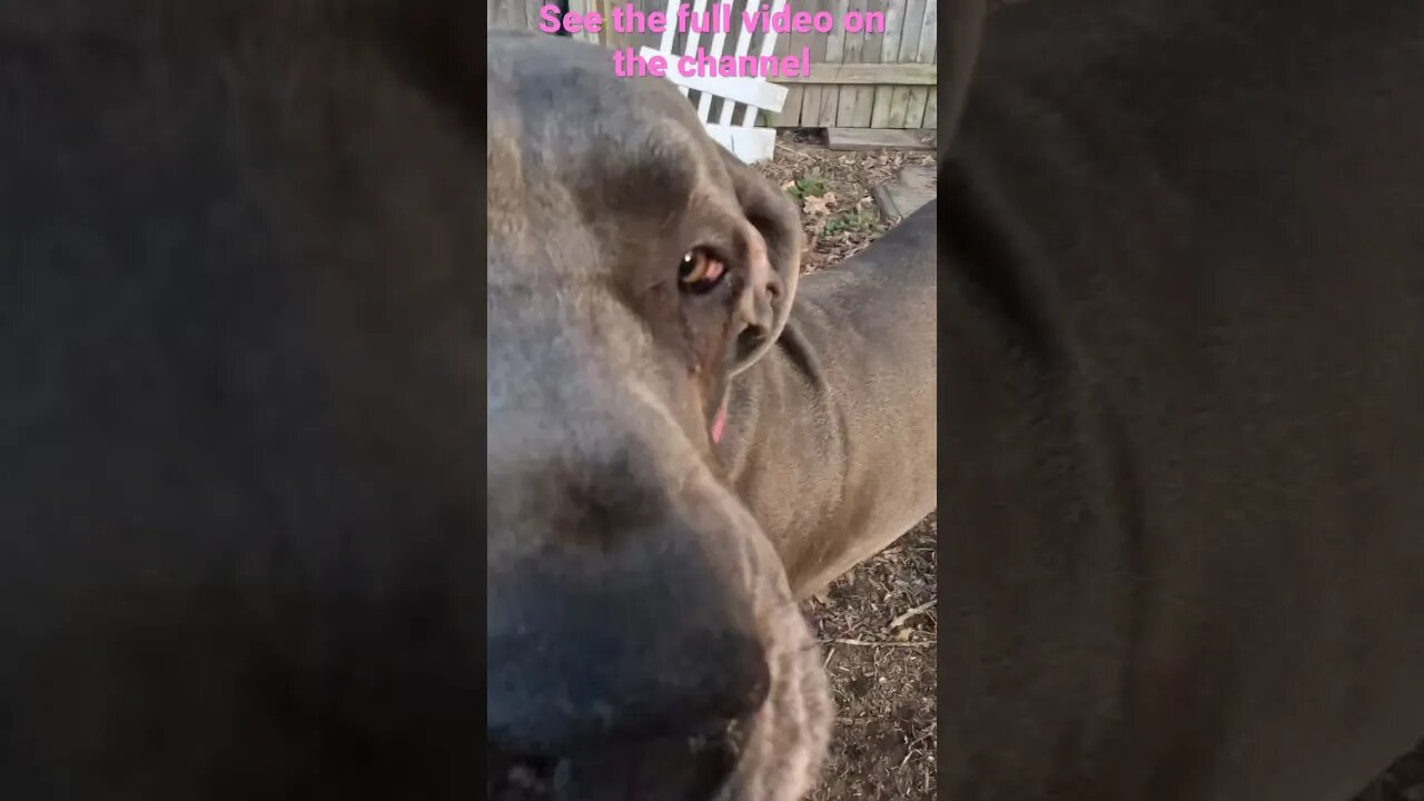 Backyard antics preview!🤣😂 #love #shortsvideo #happy #dogs #like #dog #amazing #kids #viral #live