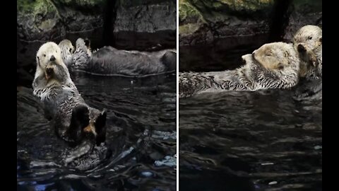 Sea Otters Like Chilling at The Pool ...