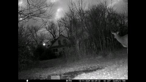 Deer Cam 12-11-2024