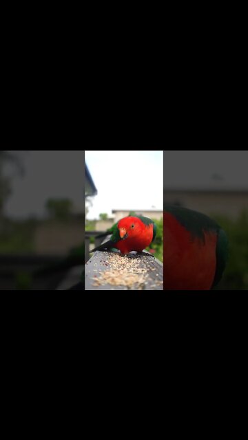 Cat TV for Cats to Watch 😺 A naughty bird kicks the duck's ass 🦆 Pigeons 🐿 8 Hours(4K HDR)