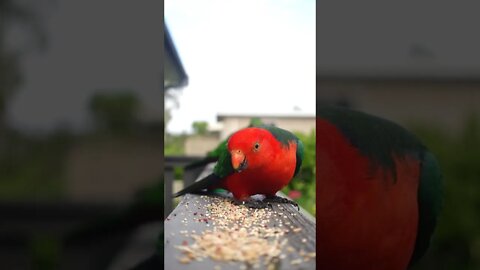 Cat TV for Cats to Watch 😺 A naughty bird kicks the duck's ass 🦆 Pigeons 🐿 8 Hours(4K HDR)