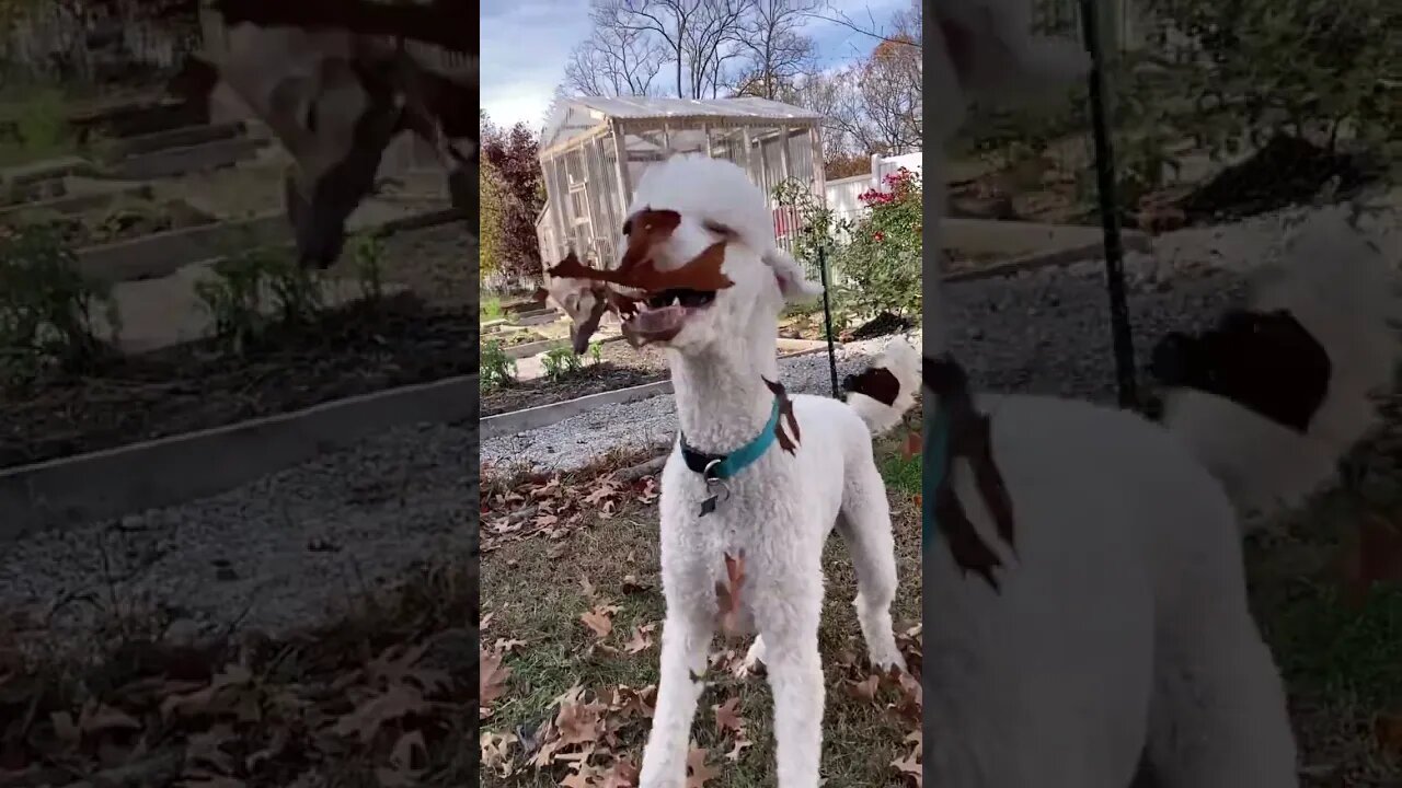 Dog Love Fall