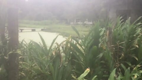 Som da natureza