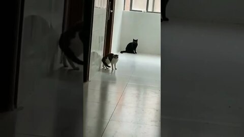 When you think you have talents, but then reality hits you 😂 #shorts #shortsvideo