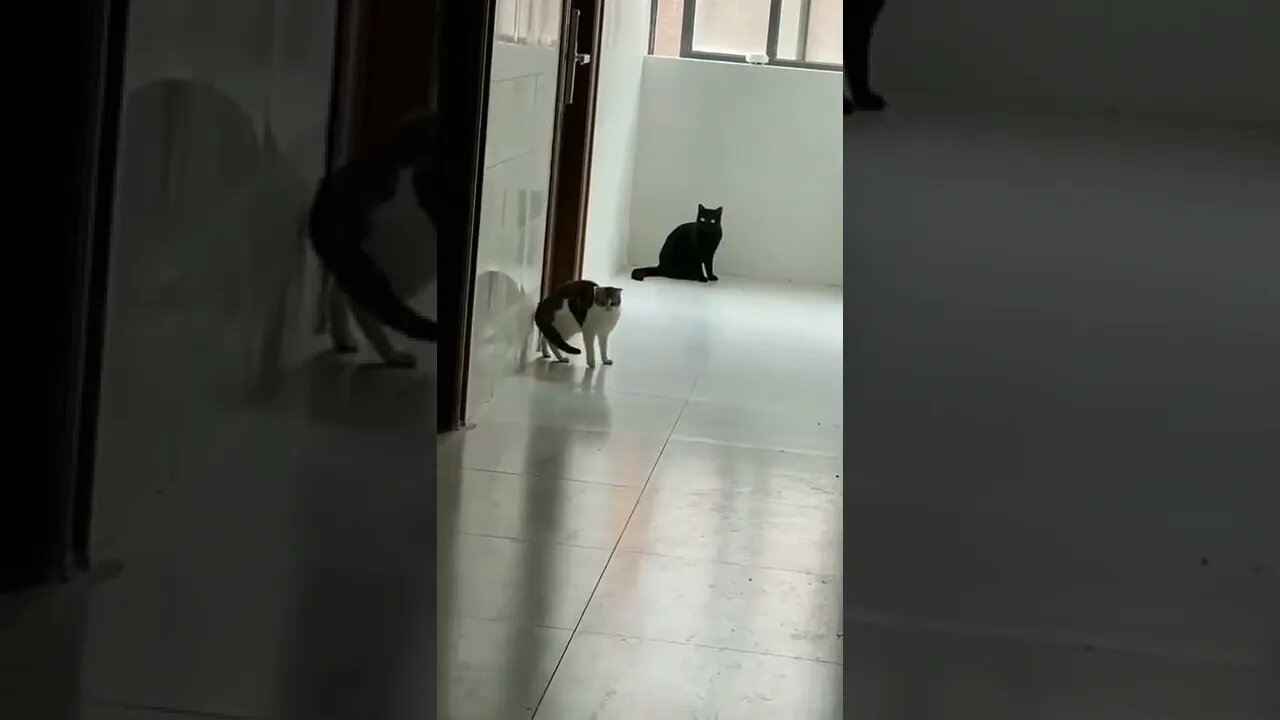 When you think you have talents, but then reality hits you 😂 #shorts #shortsvideo