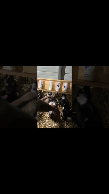 Sometimes they get tangled #shorts #babygoats