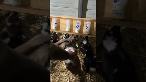 Sometimes they get tangled #shorts #babygoats