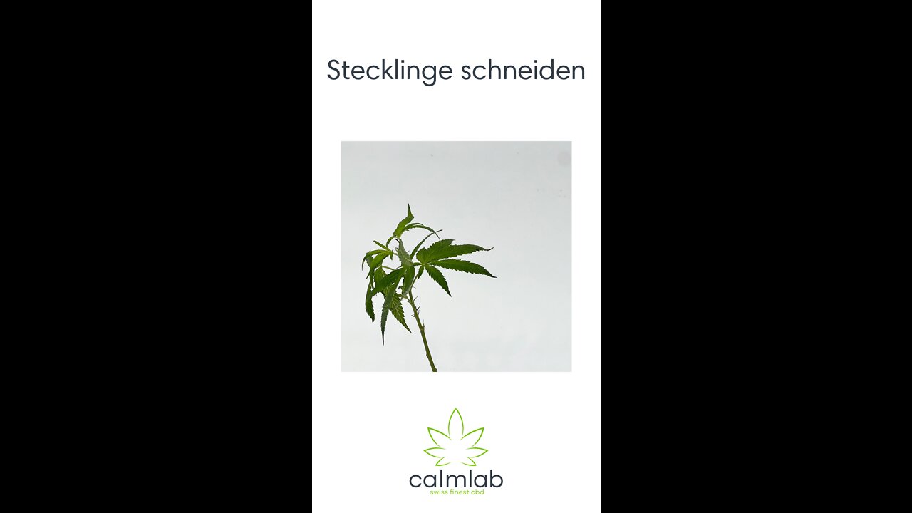 Stecklinge schneiden