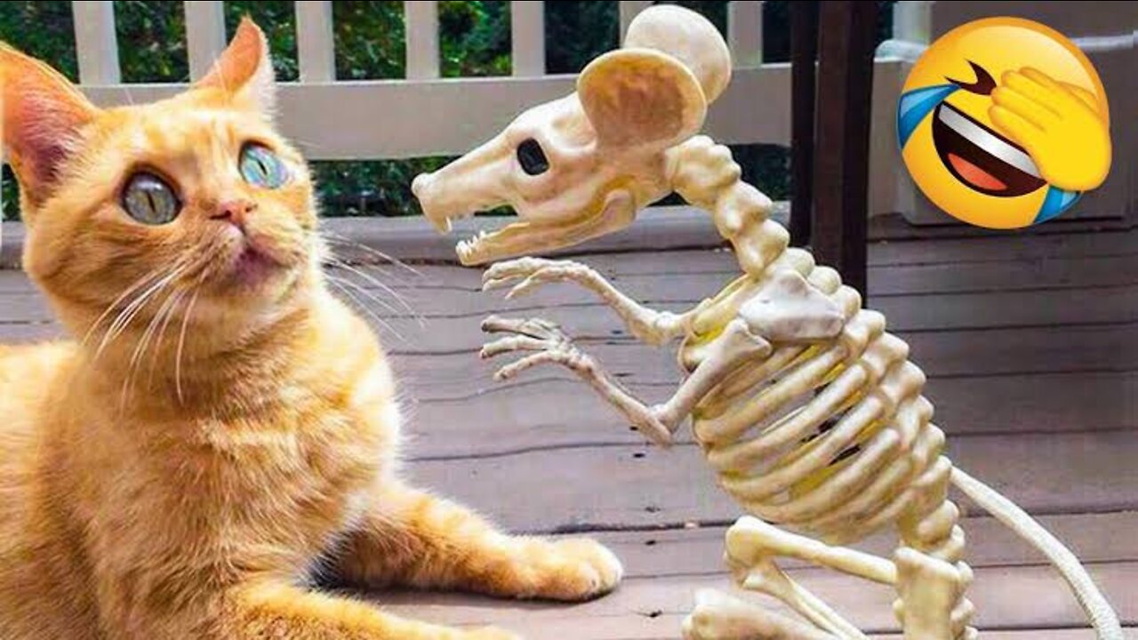 Funny Animal Videos 2022 π - Best Dogs And Cats Videos πΊπ
