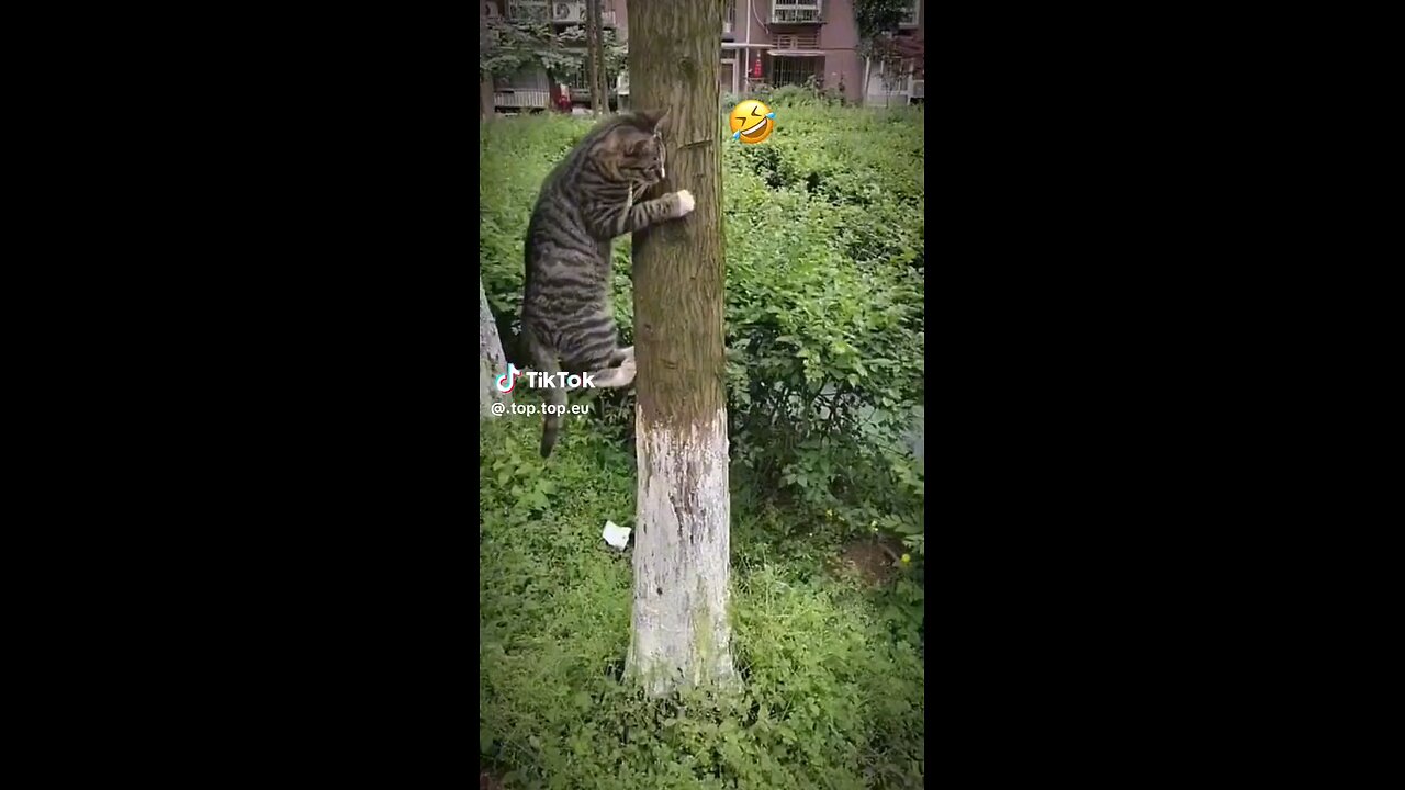 Funny animals