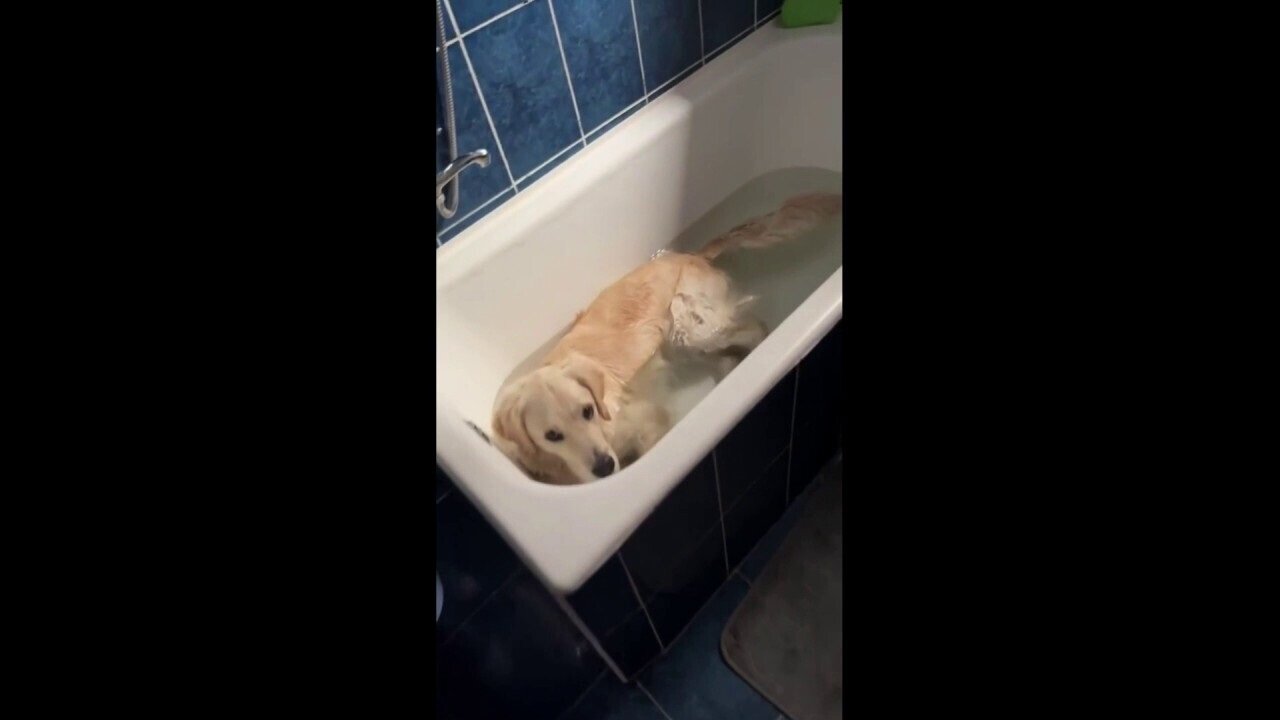 Dog Grabs Some Relief From Heatwave In Cool Bath Water