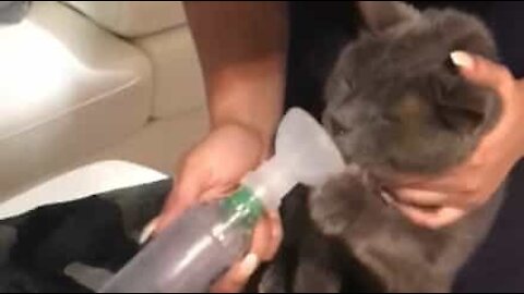 Cat refuses to use asthma inhaler