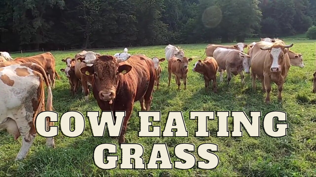 Cow Eating Grass | Cow