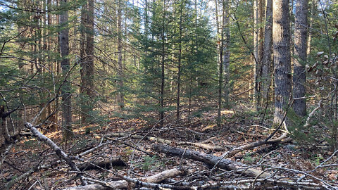 Ramial Chipped Wood For Soil Building