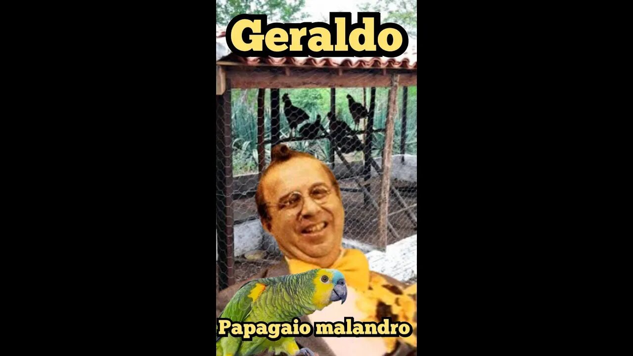 O papagaio e a galinha preta 😄