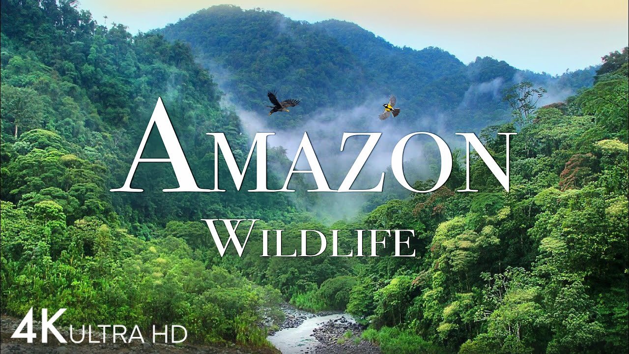 ANIMALS OF AMAZON RAINFOREST 8K Ultra HD – Jungle Wildlife and Sounds