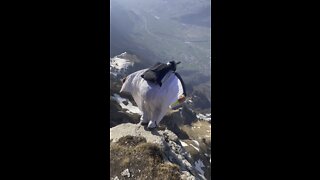 Wingsuit Base - 3, 2, 1, cya