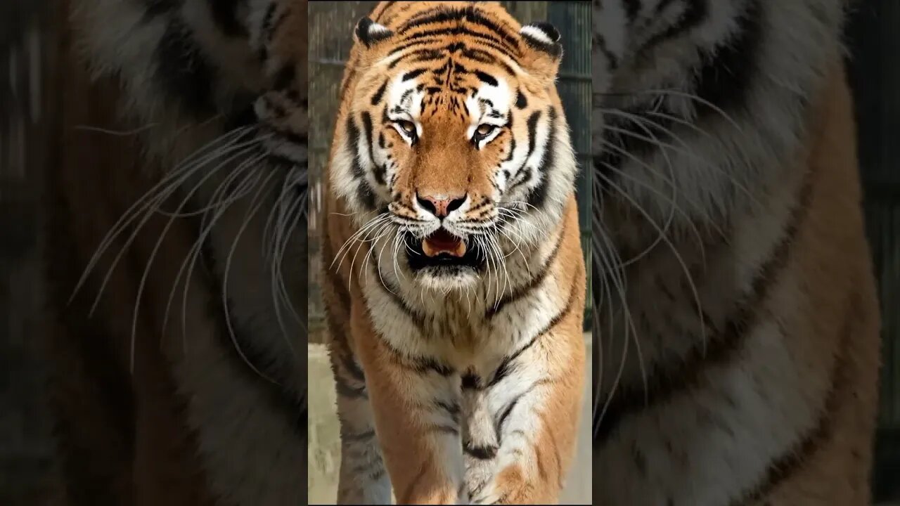 Watch Police search for tiger stolen from home in northern Mexico#shorts