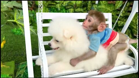 cute dog,cute baby monkey,dog video,cute video,cute programmer,cute life bts,cute baby status,