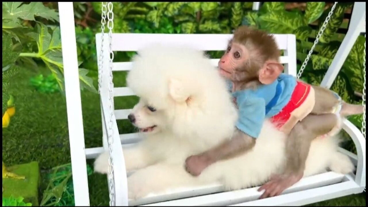 cute dog,cute baby monkey,dog video,cute video,cute programmer,cute life bts,cute baby status,