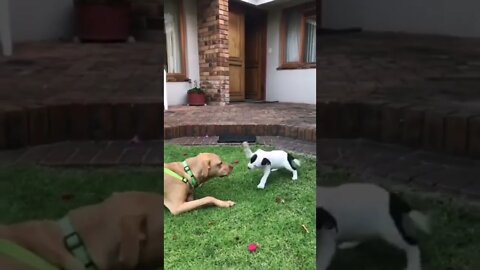 ❤️❤️❤️🐾🐾🐾