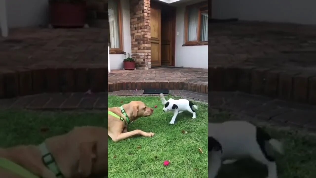 ❤️❤️❤️🐾🐾🐾