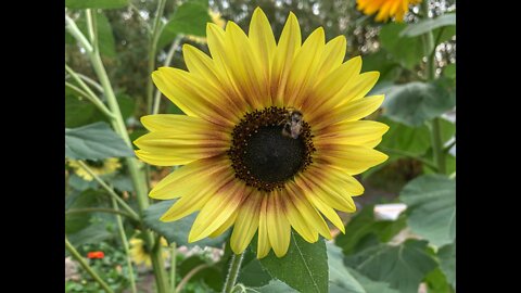 Flors Sunflower Garden