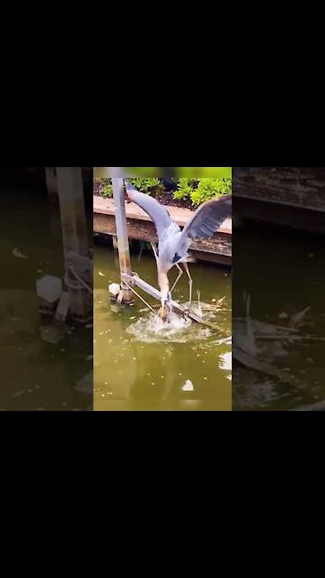 Clever Bird Fishing 🐟 #shorts