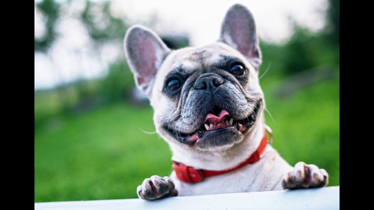 The Most 10 Sounds Dogs Love To Hear