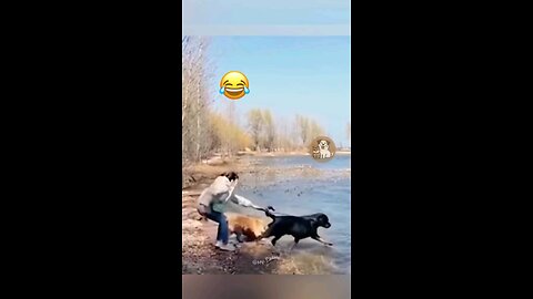 funny animals