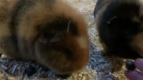 My Guinea pigs and the helpless blueberries 🫐