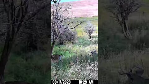 Few White Tail Bucks